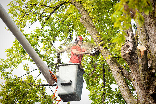 Best Emergency Tree Removal  in Yeagertown, PA